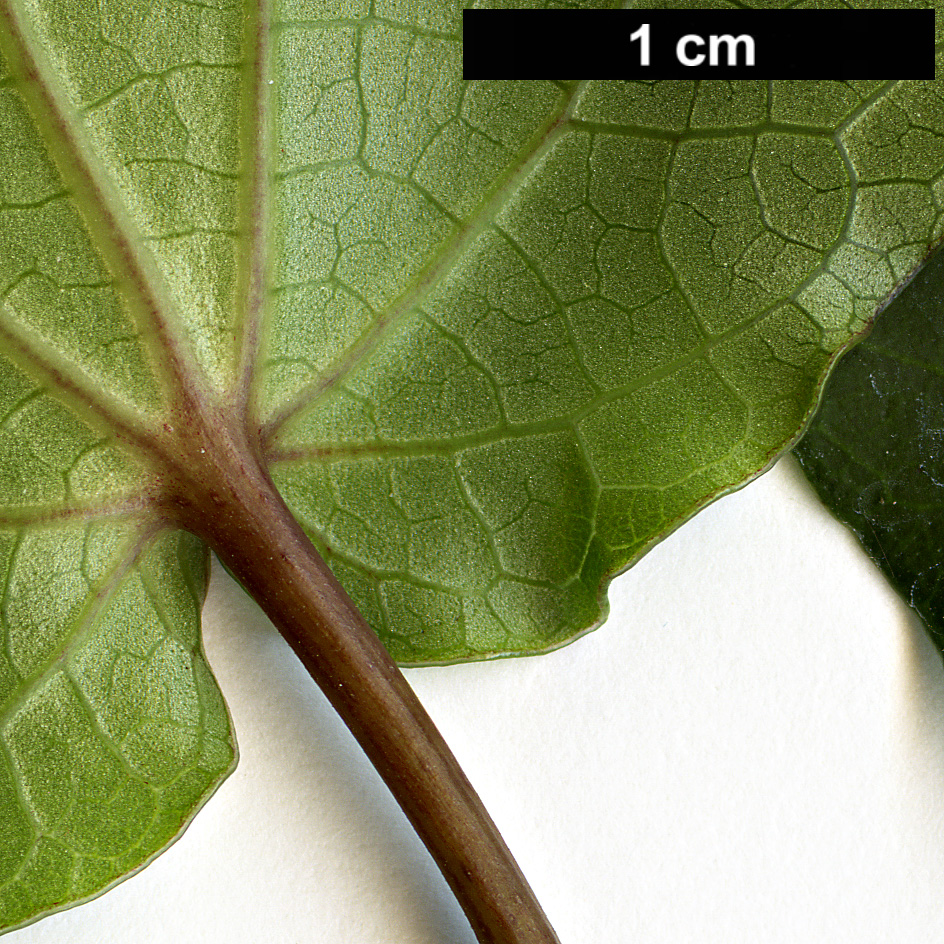 High resolution image: Family: Piperaceae - Genus: Macropiper - Taxon: excelsum High resolution image: Family: Piperaceae - Genus: Macropiper - Taxon: excelsum